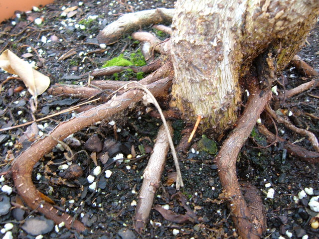 The roots of a miniature fig tree