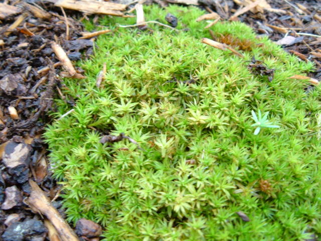 Garden moss