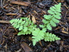 A small fern