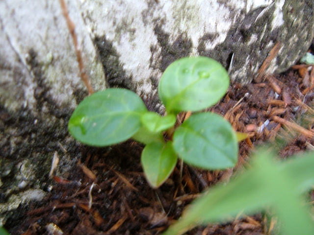 A wintergreen sprout