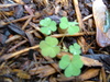 Weeds in the barkmulch next to my garage