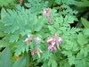 Blooming bleeding hearts