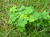 A clump of clover