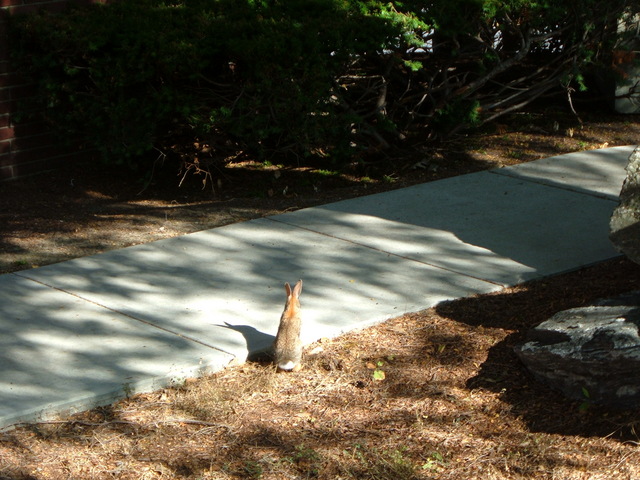 A small rabbit next to Stoddard Complex