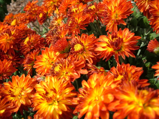 Marigolds near Sanford Riley