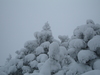 Clouds + snowy trees + nice angle = wallpaper