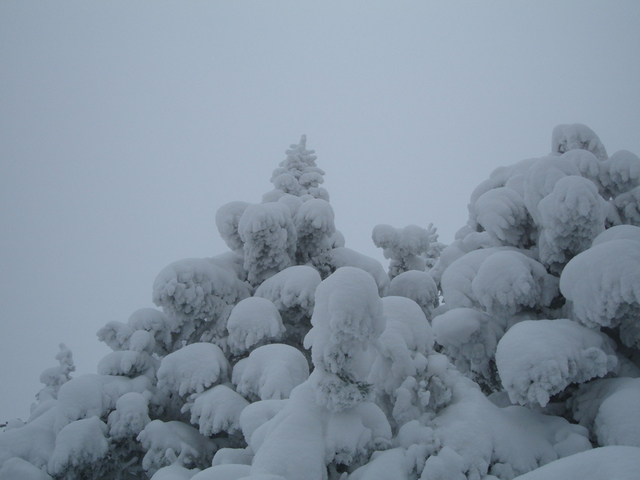 Clouds + snowy trees + nice angle = wallpaper